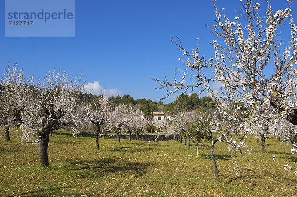 Mandelbaum  Prunus dulcis  Außenaufnahme  Europa  Tag  europäisch  niemand  Blüte  Natur  Insel  Mallorca  Mandel  Balearen  Balearische Inseln  Finca  freie Natur  Spanien  spanisch