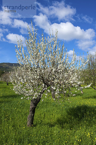 Mandelbaum  Prunus dulcis  Außenaufnahme  Europa  Tag  europäisch  niemand  Blüte  Natur  Insel  Mallorca  Mandel  Balearen  Balearische Inseln  freie Natur  Spanien  spanisch