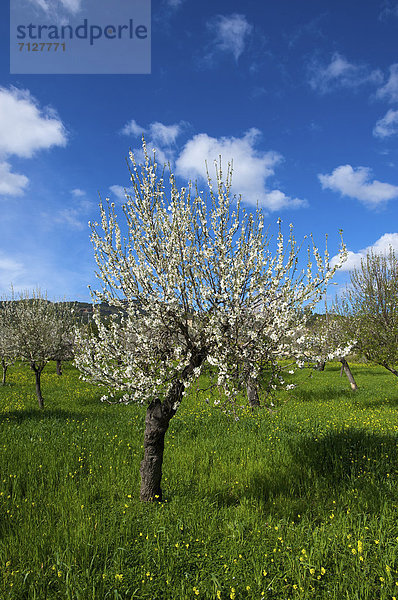 Mandelbaum  Prunus dulcis  Außenaufnahme  Europa  Tag  europäisch  niemand  Blüte  Natur  Insel  Mallorca  Mandel  Balearen  Balearische Inseln  freie Natur  Spanien  spanisch
