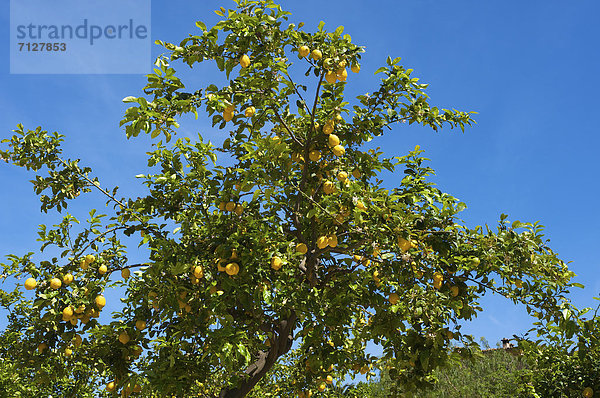 Zitronenbaum  Außenaufnahme  Europa  Tag  europäisch  niemand  Insel  Zitrusfrucht  Zitrone  Mallorca  Balearen  Balearische Inseln  Deia  freie Natur  Spanien  spanisch