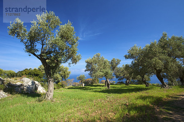 Olivenbaum  Echter Ölbaum  Olea europaea  Außenaufnahme  Landschaftlich schön  landschaftlich reizvoll  Europa  Tag  europäisch  Küste  Landwirtschaft  niemand  Meer  Natur  Insel  Mallorca  Balearen  Balearische Inseln  freie Natur  Spanien  spanisch  Valldemossa