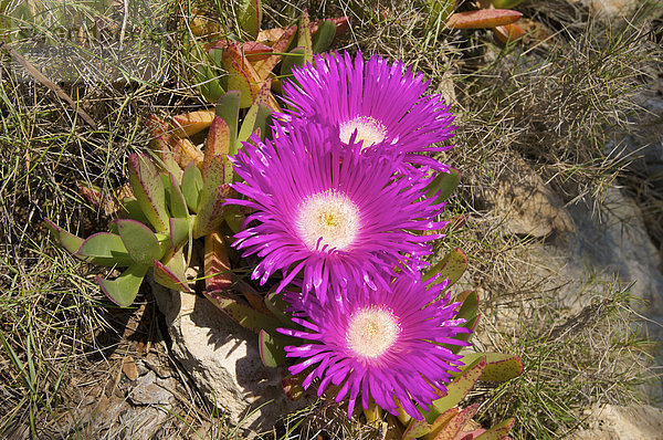 Außenaufnahme  Europa  Tag  Blume  europäisch  Botanik  niemand  Pflanze  Natur  Insel  Mallorca  Balearen  Balearische Inseln  freie Natur  Spanien  spanisch