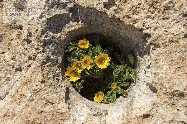Außenaufnahme  Europa  Tag  Blume  europäisch  Botanik  niemand  Pflanze  Natur  Insel  Mallorca  Balearen  Balearische Inseln  freie Natur  Spanien  spanisch