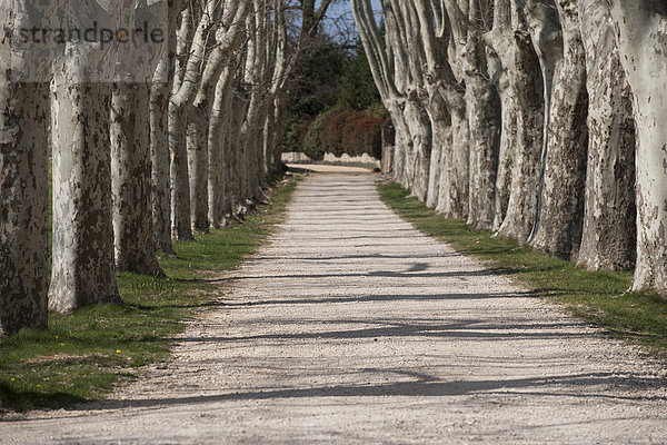 Frankreich  Europa  Baum  Straße  Gasse  Provence - Alpes-Cote d Azur