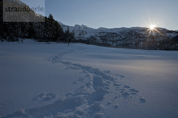 Spur  Landschaftlich schön  landschaftlich reizvoll  Winter  Schnee  Gegenlicht  Österreich  Salzburg  Sonne