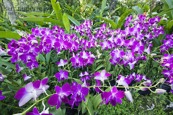 Botanischer Garten Botanische Urlaub Blume Reise Pflanze Garten Orchidee Asien Botanik Ziergarten Orchideengarten Singapur Tourismus