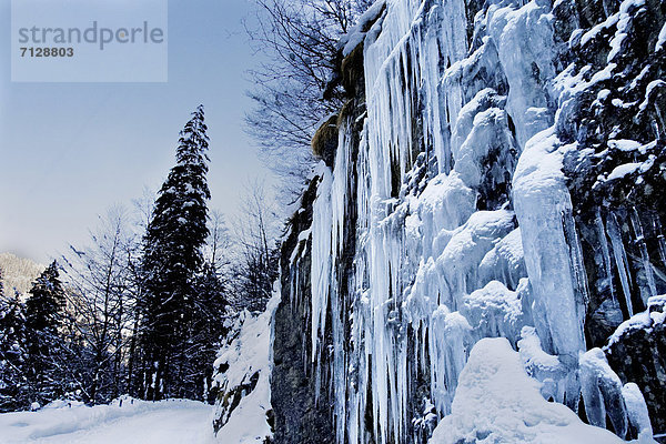 Landschaftlich schön landschaftlich reizvoll Winter Eis Natur Emmentaler Fichte Kanton Bern Frost Eiszapfen Schnee Schweiz