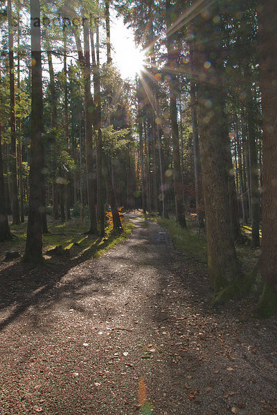Baum Wald Natur Holz Herbst Sonnenstrahl Fichte Gegenlicht Bayern Waldweg Deutschland Stimmung Fichtenwald Sonne Weg