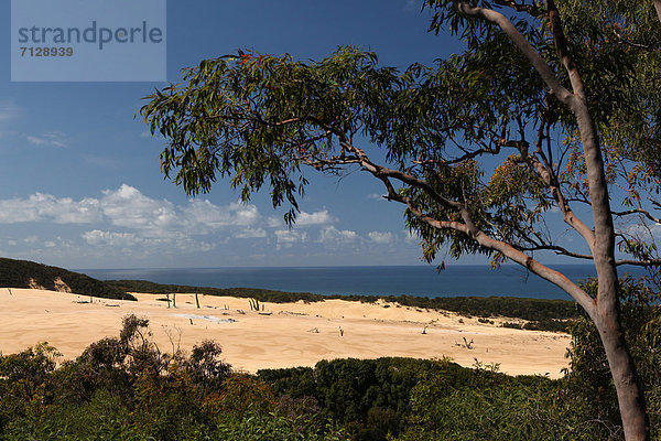 Wolke Abenteuer Baum Wind Wald Meer Holz Sand Düne Baumstumpf Australien Eukalyptus Fraser Island Queensland Tourismus