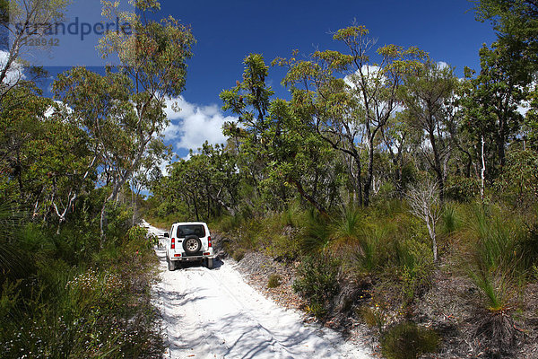Rollbahn Abenteuer Attraktivität Baum Wald weiß Natur Holz Sand Einsamkeit Gras Geländewagen Allradantrieb Australien Eukalyptus Fraser Island Queensland Steppe Sonne Tourismus