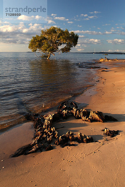 Wasser Ostküste ruhen Strand Baum Küste Meer Sand Insel Einsamkeit Baumstamm Stamm schwimmen Australien Ökotourismus Fraser Island Mangrove Paradies Queensland Rest Überrest Tourismus