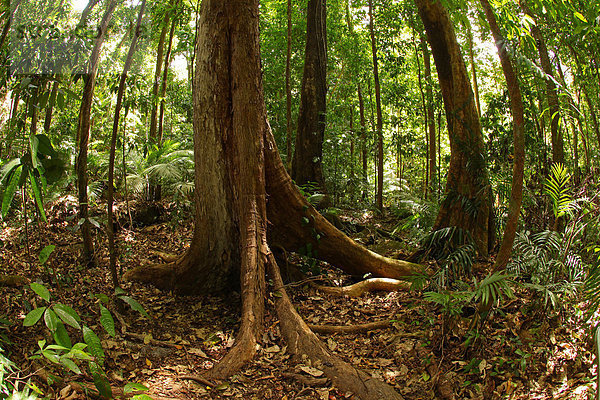 hoch oben nahe Nationalpark Urlaub Entspannung ruhen gehen Baum Wald Natur Pflanze Farn Holz Insekt Palme Schlucht Strauch Regenwald Feuchtgebiet Australien alt Queensland Rest Überrest