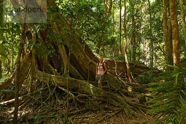 hoch oben nahe Nationalpark Frau Urlaub Entspannung ruhen Vergleich gehen Baum Wald Natur Pflanze Farn Holz Insekt Baumstamm Stamm Palme Schlucht Strauch Regenwald Feuchtgebiet Australien alt Queensland Rest Überrest Wurzel Größe