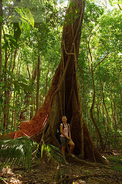 hoch oben nahe Nationalpark Frau Urlaub Entspannung ruhen Vergleich gehen Baum Wald Natur Pflanze Farn Holz Insekt Baumstamm Stamm Palme Schlucht Strauch Regenwald Feuchtgebiet Australien alt Queensland Rest Überrest Wurzel Größe
