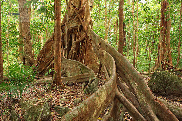 hoch oben nahe Nationalpark Urlaub Entspannung ruhen gehen Baum Regenwald Wald Natur Pflanze Farn Holz Insekt Baumstamm Stamm Palme Schlucht Strauch Feuchtgebiet Australien alt Queensland Rest Überrest Wurzel Größe