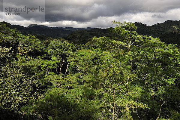 Tropisch  Tropen  subtropisch  Wald  Natur  Ruine  Mittelamerika  Honduras