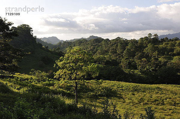 Baum  Landschaft  Wald  Natur  Mittelamerika  Guatemala  Honduras