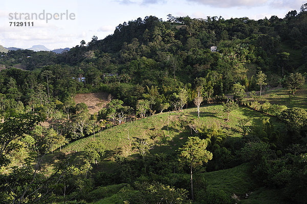 Baum  Landschaft  Wald  Natur  Mittelamerika  Guatemala  Honduras