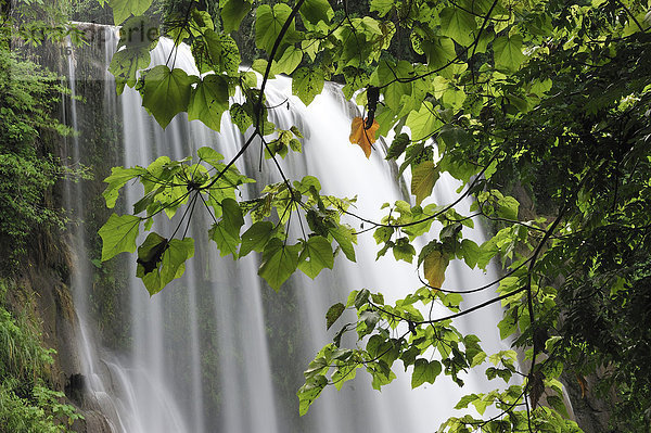 Ereignis  Wald  Natur  Wasserfall  Mittelamerika  Honduras