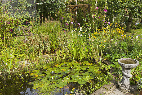 Blume  Großbritannien  niemand  Pflanze  Garten  Cheshire  England  Teich