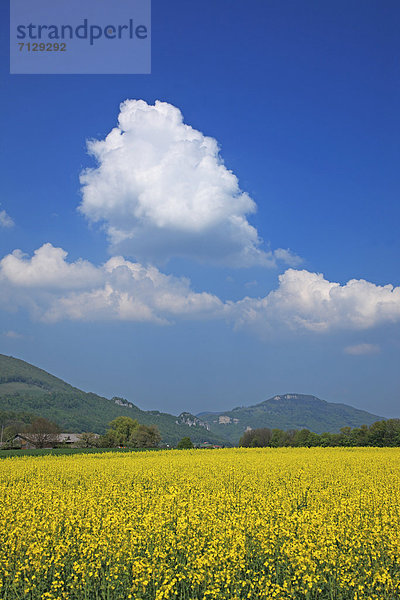 Hochformat  Ländliches Motiv  ländliche Motive  Landschaftlich schön  landschaftlich reizvoll  Europa  Wolke  Feld  Ruhe  gelb  Himmel  Landschaft  Landwirtschaft  niemand  weiß  Blüte  Natur  blau  Geographie  Bern  Schweiz