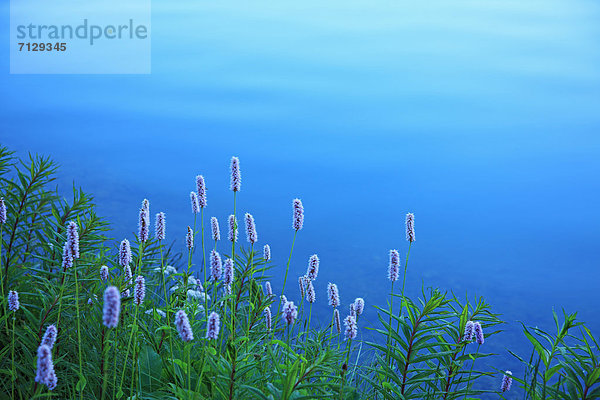 Landschaftlich schön  landschaftlich reizvoll  Blume  See  Natur  blau  Außenaufnahme  Kanton Graubünden  Knöterich  Engadin  Schweiz