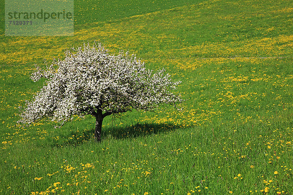 Ländliches Motiv  ländliche Motive  Landschaftlich schön  landschaftlich reizvoll  Europa  Feld  Ruhe  Landschaft  Landwirtschaft  niemand  Kirsche  Blüte  Natur  Querformat  Schweiz