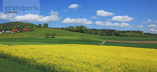 Ländliches Motiv  ländliche Motive  Landschaftlich schön  landschaftlich reizvoll  Europa  Feld  Ruhe  Landschaft  Landwirtschaft  niemand  Blüte  Natur  Querformat  Schweiz