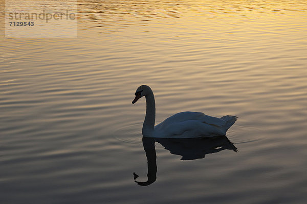 Wasser  britisch  Großbritannien  London  Hauptstadt  Sonnenaufgang  Teich  Morgendämmerung  ernst  Vogel  Park  Schwan  England  Kensington Gardens