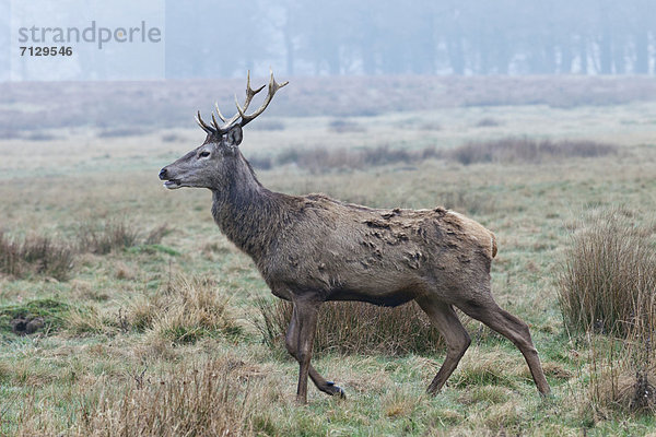 britisch  Großbritannien  London  Hauptstadt  Morgendämmerung  ernst  Park  Richmond Park  Richmond London Borough of Richmond upon Thames  Hirsch  England  Surrey