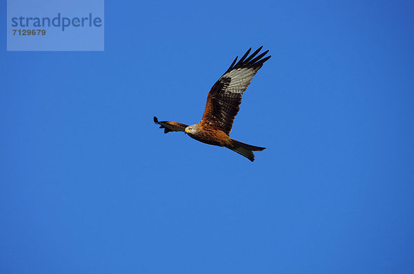 Greifvogel  Rotmilan  Milvus milvus  Roter Milan  Vogel  Österreich  Vorarlberg