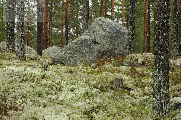 Felsbrocken  Europa  Stein  Landschaft  Wald  Schweden