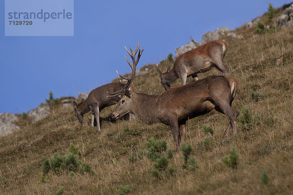 Rothirsch  Cervus elaphus  Hirsch  Tier  Spiel  Gras  Geweih  Kanton Graubünden  Schweiz