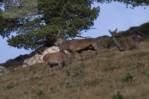 Rothirsch  Cervus elaphus  Hirsch  Tier  Spiel  Gras  Geweih  Kanton Graubünden  Schweiz