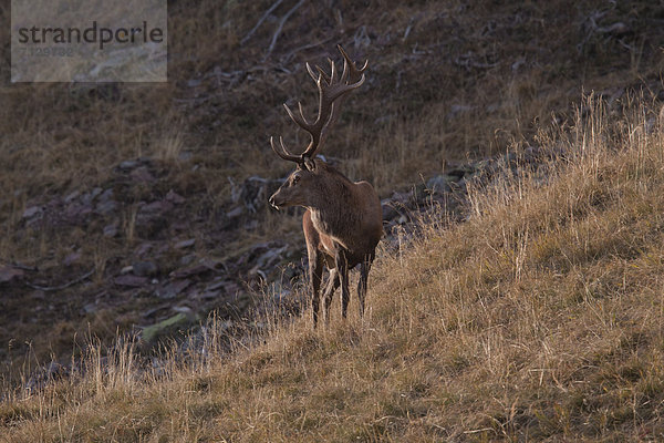 Rothirsch  Cervus elaphus  Hirsch  Tier  Spiel  Gras  Geweih  Kanton Graubünden  Schweiz