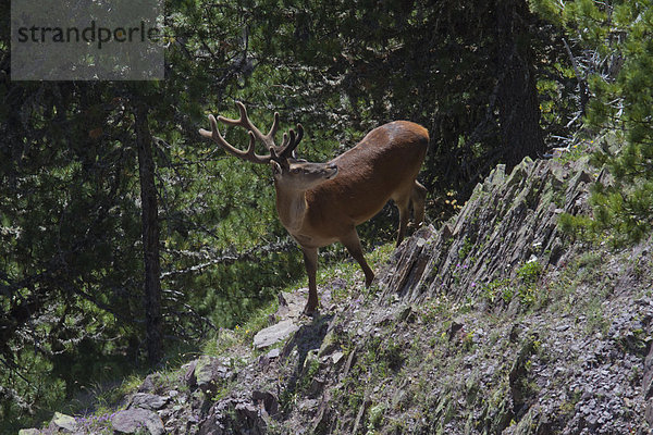 Rothirsch Cervus elaphus Hirsch Tier Wald Spiel Holz Geweih Kanton Graubünden Schweiz