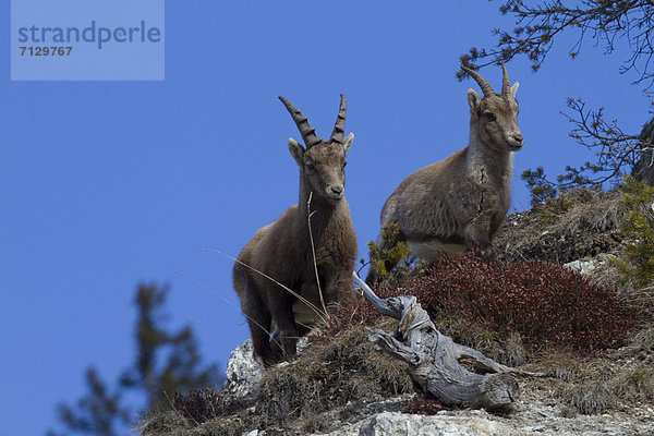 Steinbock  Capra ibex  Tier  Kanton Graubünden  Steinbock - Sternzeichen  Schweiz