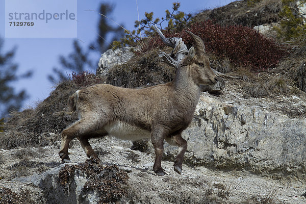 Steinbock  Capra ibex  Tier  Kanton Graubünden  Steinbock - Sternzeichen  weibliches Tier  weibliche Tiere  weiblich  Schweiz