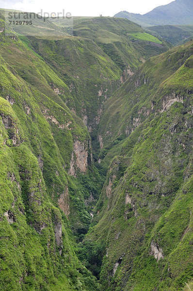 Berg  Botanik  grün  Anden  Schlucht  Kolumbien  Südamerika