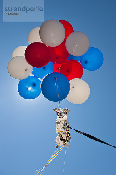 fliegen  fliegt  fliegend  Flug  Flüge  Humor  Luftballon  Ballon  Hund  weiß  blau  rot  Himmel  Spaß  Oregon