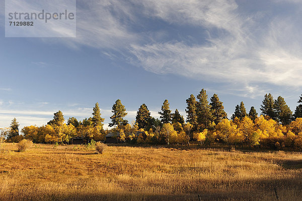 Vereinigte Staaten von Amerika  USA  Farbaufnahme  Farbe  Amerika  Feld  Herbst  Nordamerika  Laub  National Forest  Nationalforst  South Dakota