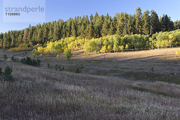 Vereinigte Staaten von Amerika  USA  Farbaufnahme  Farbe  Amerika  Feld  Herbst  Nordamerika  Laub  National Forest  Nationalforst  South Dakota