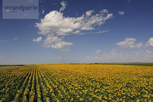 Vereinigte Staaten von Amerika  USA  Sonnenblume  helianthus annuus  Amerika  gelb  Landwirtschaft  Bauernhof  Hof  Höfe  Feld  Nordamerika  Nebraska