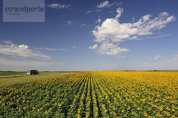 Vereinigte Staaten von Amerika  USA  Sonnenblume  helianthus annuus  Amerika  gelb  Landwirtschaft  Bauernhof  Hof  Höfe  Feld  Nordamerika  Nebraska