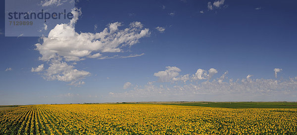 Vereinigte Staaten von Amerika  USA  Sonnenblume  helianthus annuus  Amerika  gelb  Landwirtschaft  Bauernhof  Hof  Höfe  Feld  Nordamerika  Nebraska