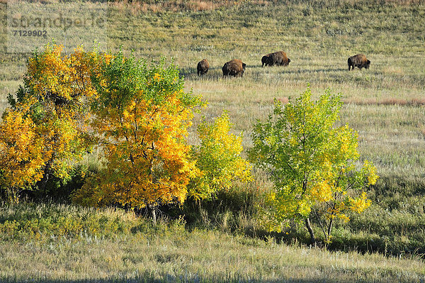 Vereinigte Staaten von Amerika  USA  Amerika  Nordamerika  Great Plains  Bison  Laub  Prärie  South Dakota