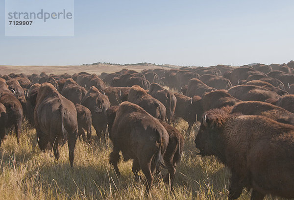 Vereinigte Staaten von Amerika  USA  State Park  Provincial Park  Amerika  Herde  Herdentier  Herbst  Nordamerika  Wiese  Büffel  Great Plains  Bison  Staub  Laub  hüten  Prärie  South Dakota