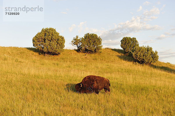 Vereinigte Staaten von Amerika  USA  Nationalpark  Amerika  Tier  Nordamerika  Steppe  Wiese  Büffel  Great Plains  Amerikanischer Bison  Bison  grasen  South Dakota