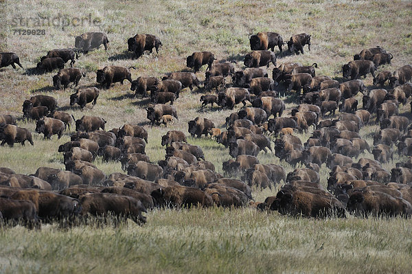 Vereinigte Staaten von Amerika  USA  State Park  Provincial Park  Amerika  Tier  Nordamerika  Bison  hüten  South Dakota