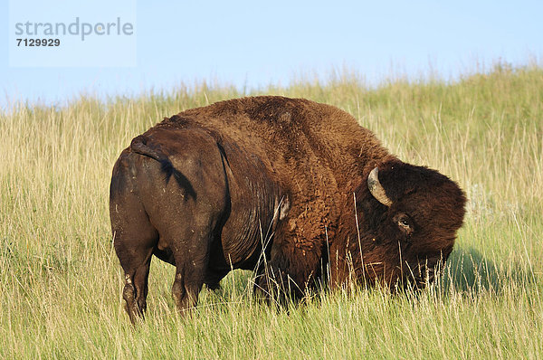 Vereinigte Staaten von Amerika  USA  Nationalpark  Amerika  Tier  Nordamerika  Steppe  Wiese  Büffel  Great Plains  Amerikanischer Bison  Bison  grasen  South Dakota